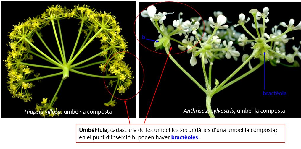 ImgUmbel.laComposta