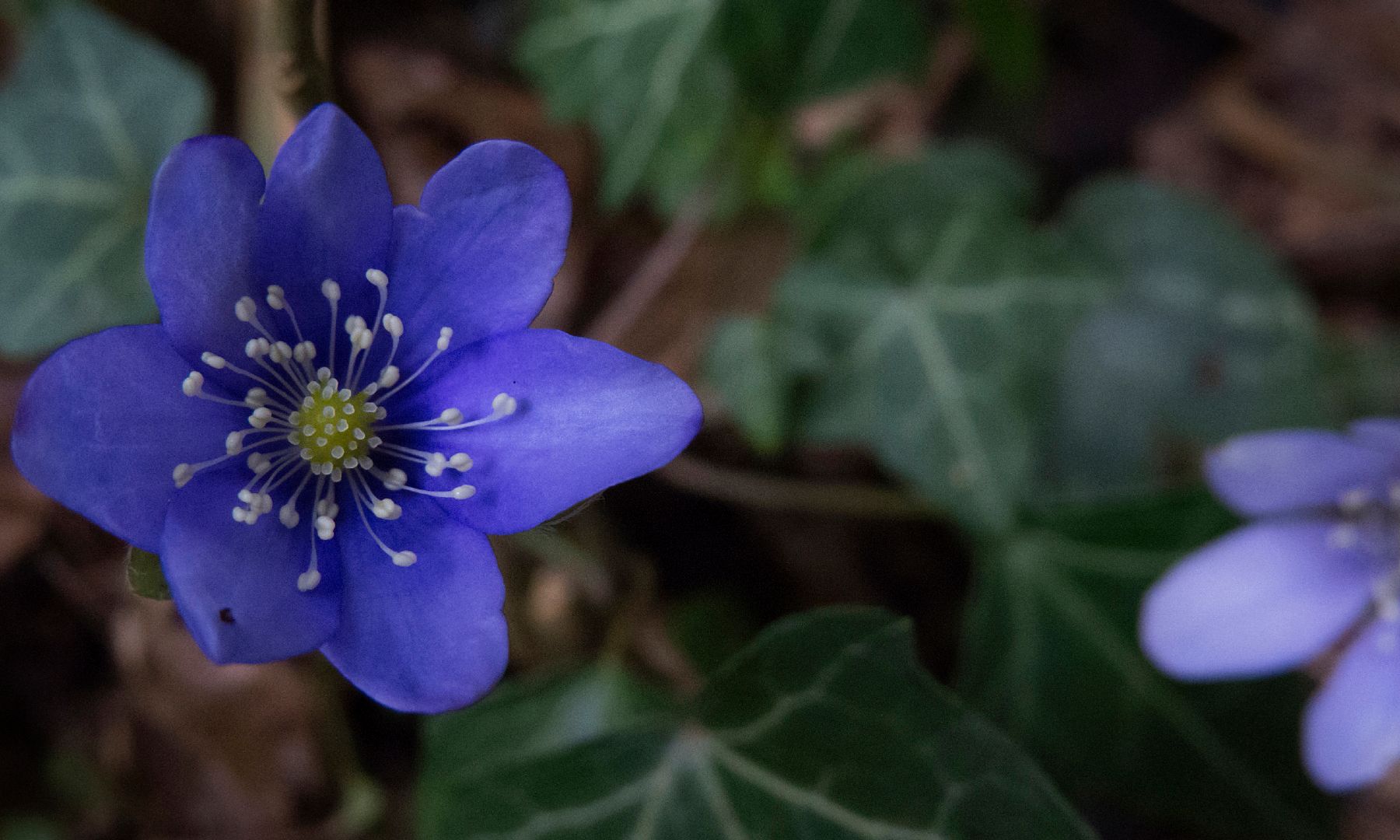 PE2020.01003.-Anemone hepatica.jpg