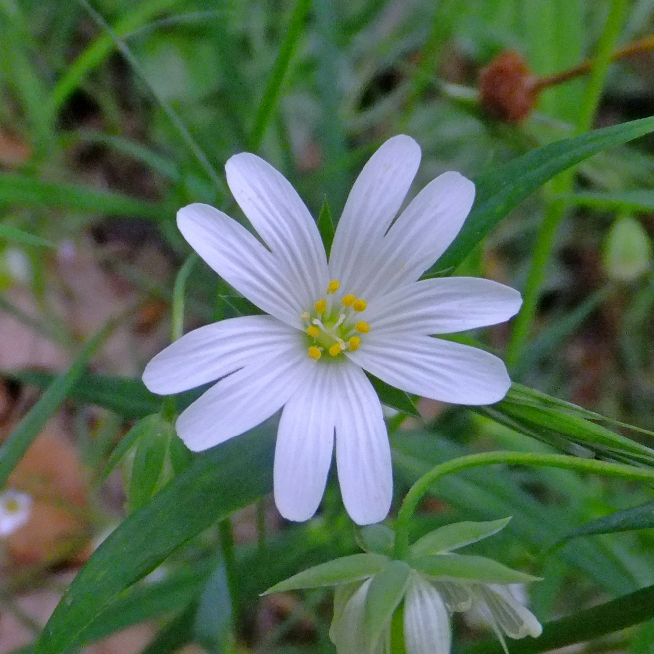 IMG-MO00137.-Stellaria holostea JAP *