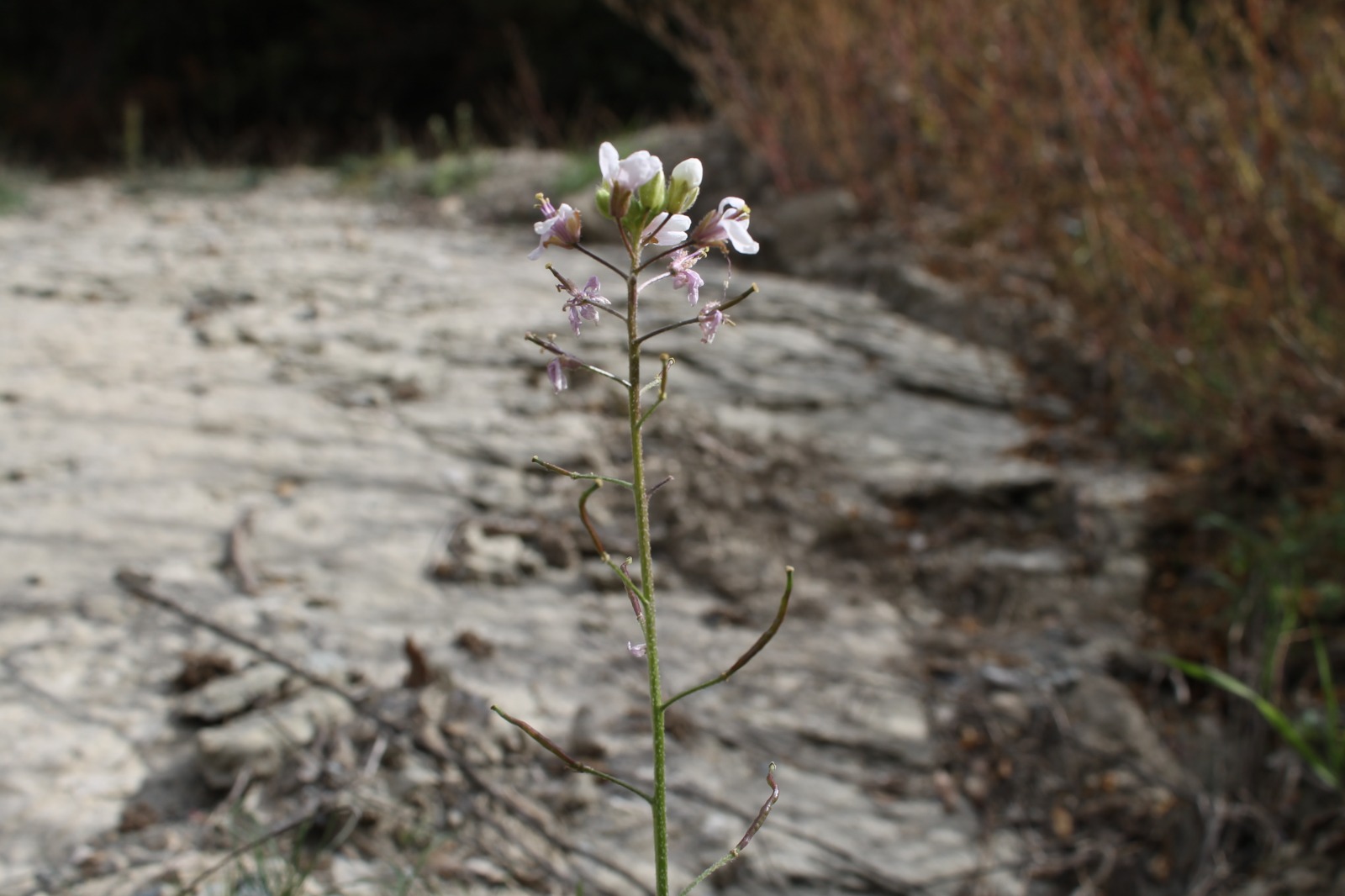 IMG-MO00100.-Diplotaxis erucoides DPB 