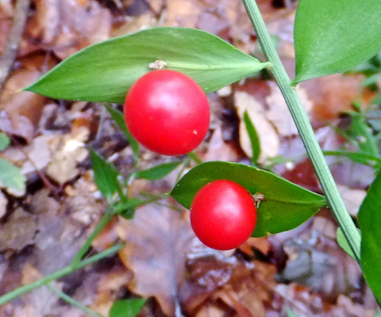 IMG-MO00109.-Ruscus aculeatus JAP*