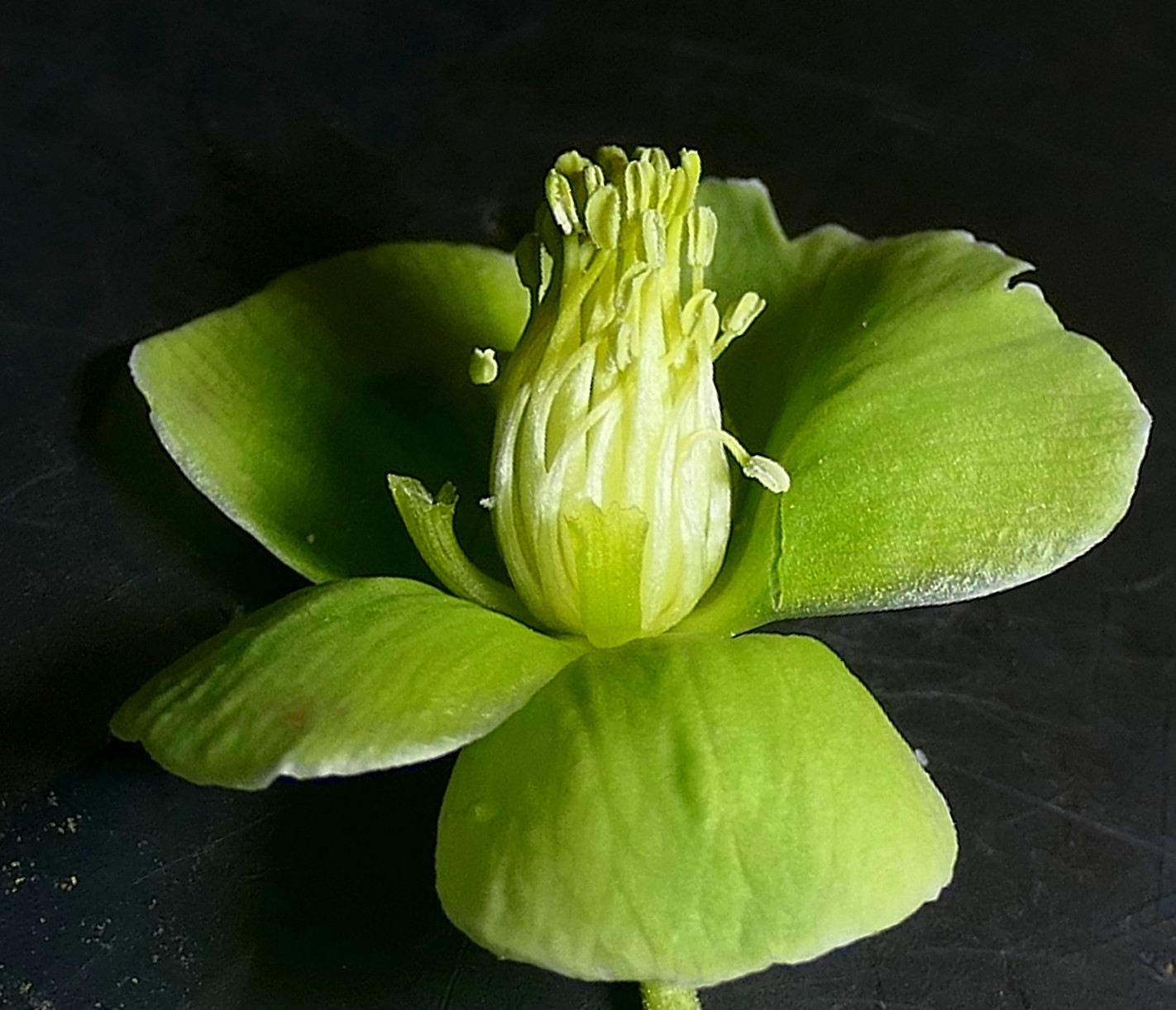 IMG-MO00119.-Helleborus foetidus JAP 