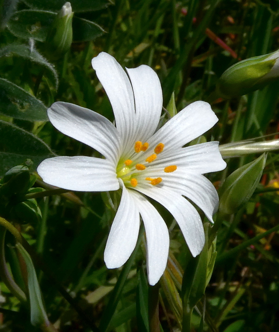 IMG-MO00136.-Stellaria holostea JAP 