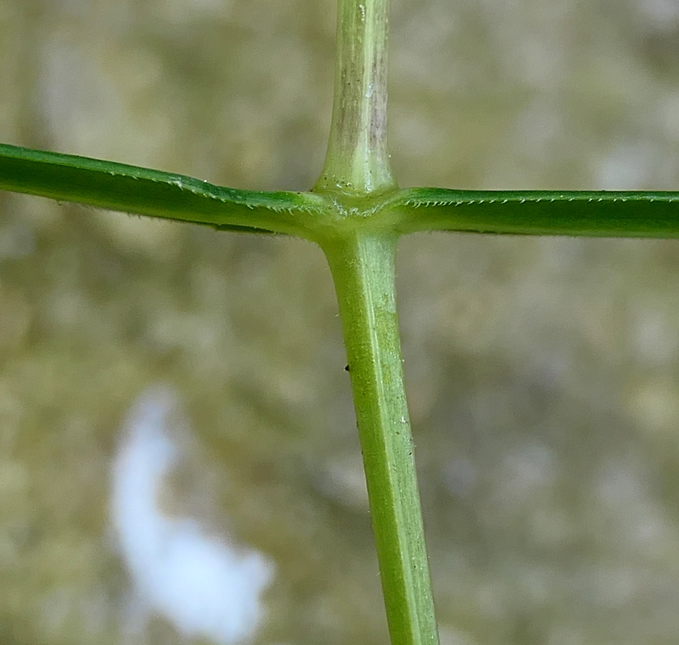 IMG-MO00140.-Stellaria holostea JAP 