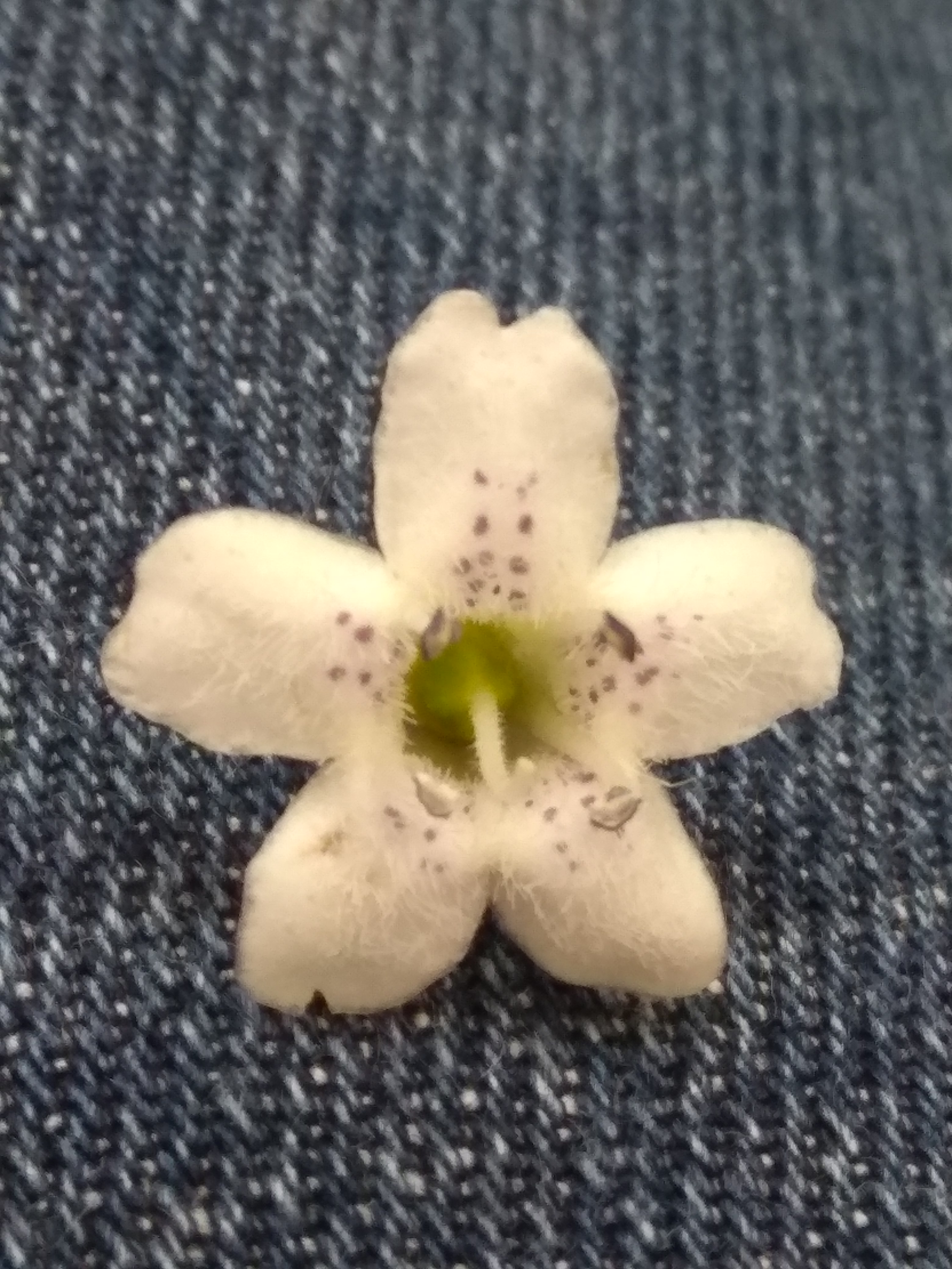 Aquesta flor és actinomorfa malgrat tingui un pètal lleugerament més gran i amb unes marques més pronunciades en aquest pètal? 