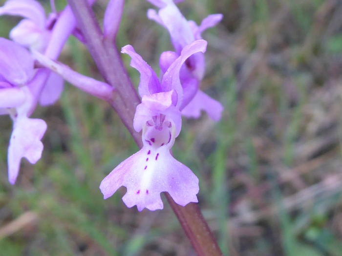 Orchis olbiensis, ahir a Cala Ametller