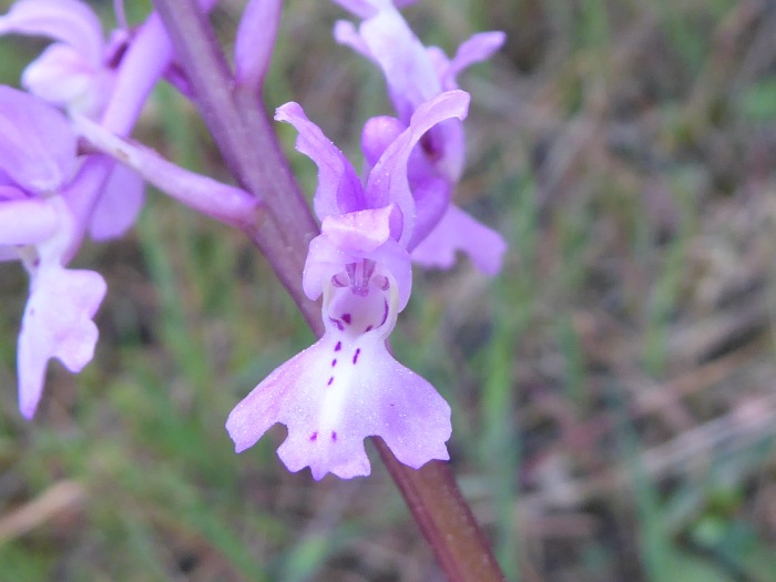 Orchis olbiensis, a Cala Ametller