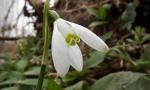 PE2020.01004.-Galanthus nivalis.jpg