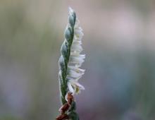 IMG-MO00093.-Spiranthes spiralis JAP 