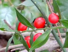 IMG-MO00108.-Ruscus aculeatus JAP