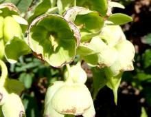 IMG-MO00114.-Helleborus foetidus JAP 