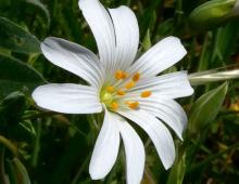 IMG-MO00136.-Stellaria holostea JAP 