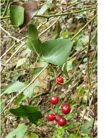 20191103_Smilax aspera_aritjol.jpg