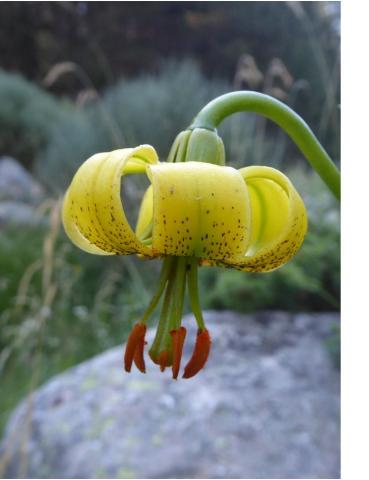 PE2019.004.005.Lilium pyrenaicumSetcases2019.JPG