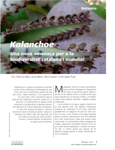 Botanica-kalanchoeR.png