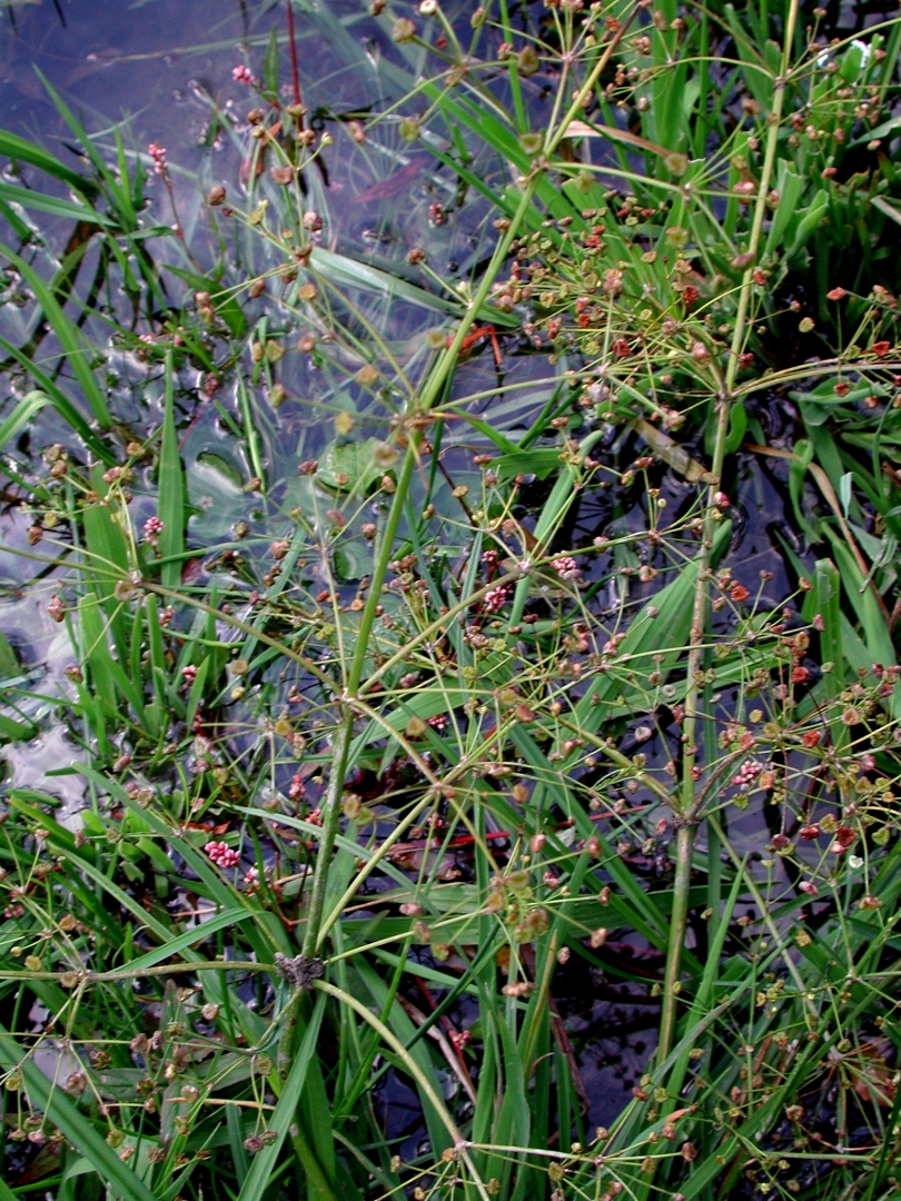 Imatge, VTax3471.ExN.Img2, Alisma plantago-aquatica Img.VTax3471.ExN.Img2