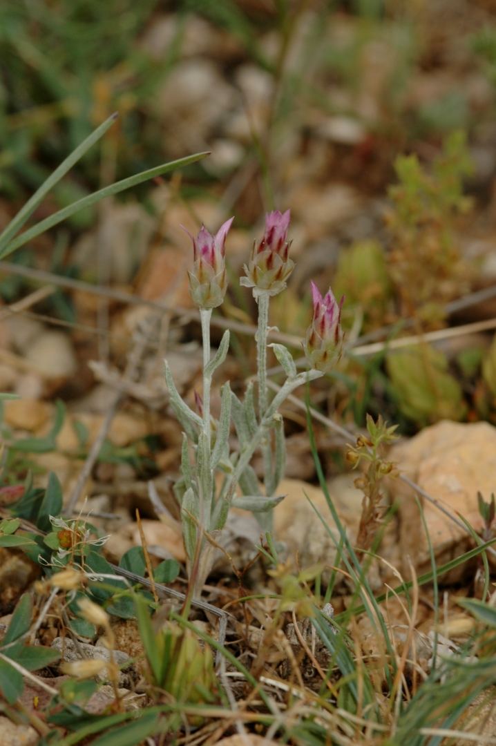 Imatge, VTax3197.ExN.Img1, Xeranthemum inapertum Img.VTax3197.ExN.Img1