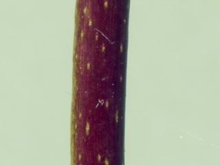 Img.VTax2867.ExN.Img9