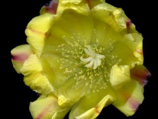 Img.VTax1846.ExN.Img8