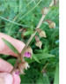 Epipactis