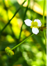 Flor