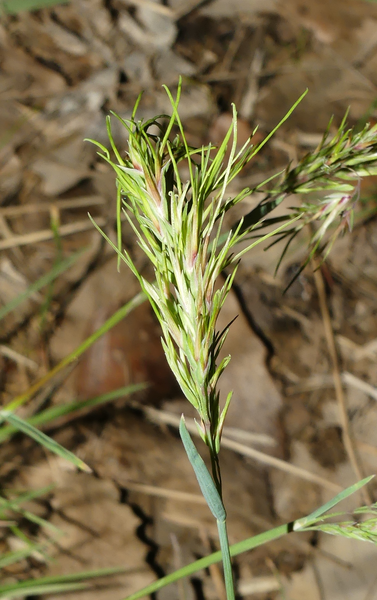 P1180814_Poa_bulbosa__Obaga_Cementiri_Freixenet_de_Segarra.jpg