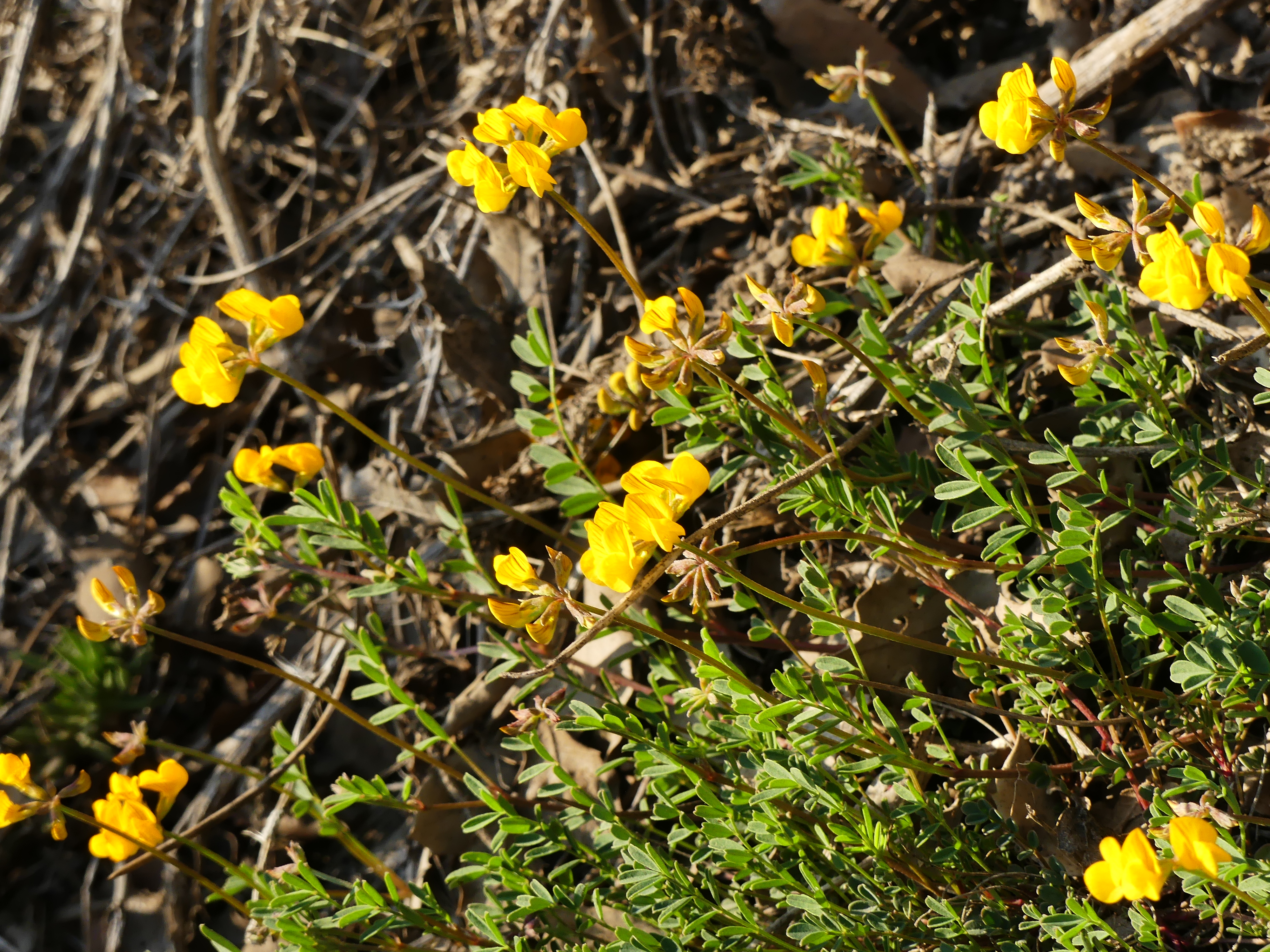 P1180895_Hippocrepis_scorpioides__cami_CalBasomba__Freixenet_de_Segarra.jpg