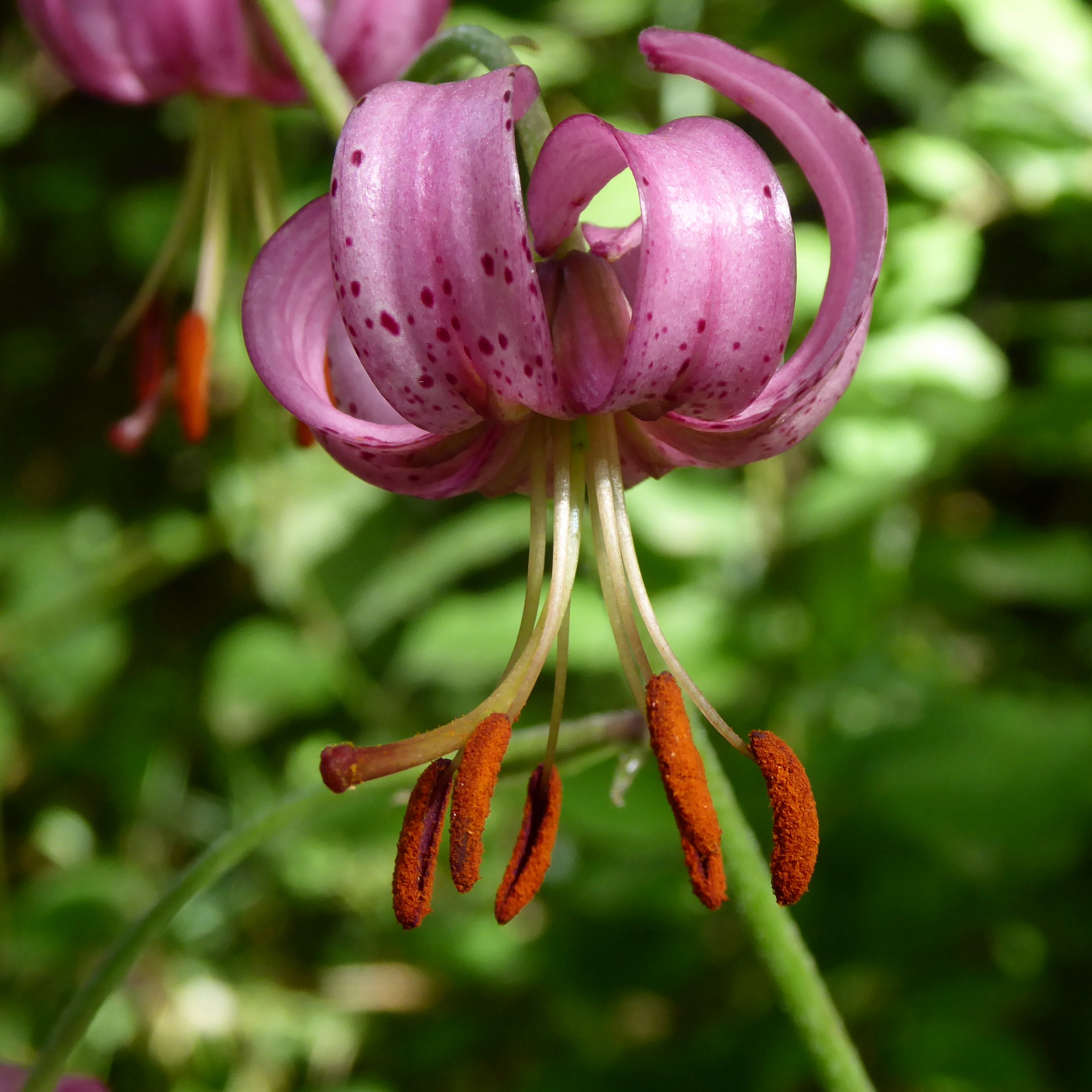 IMG-MO00042.-Lilium martagon CPF *