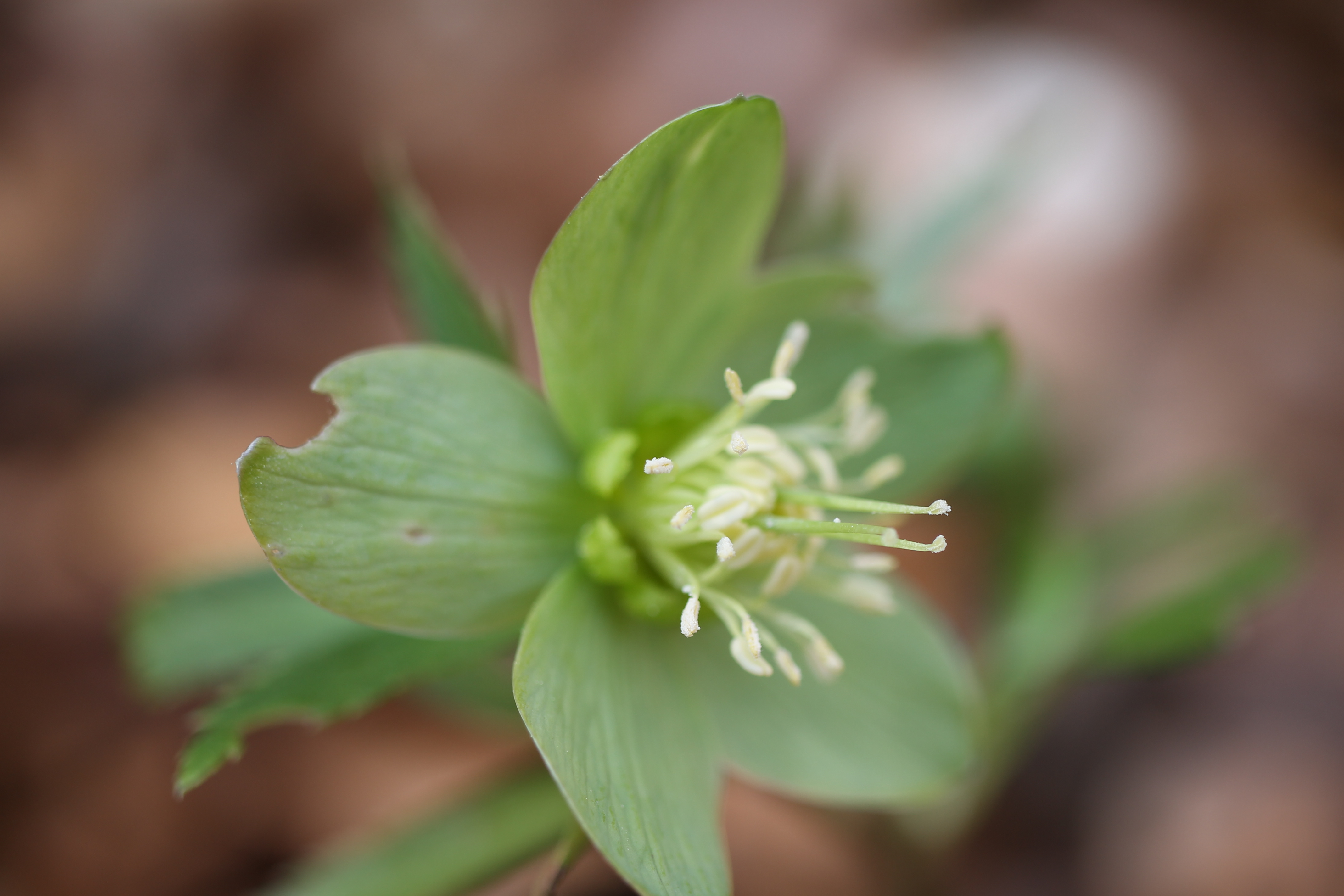 Helleborus viridis