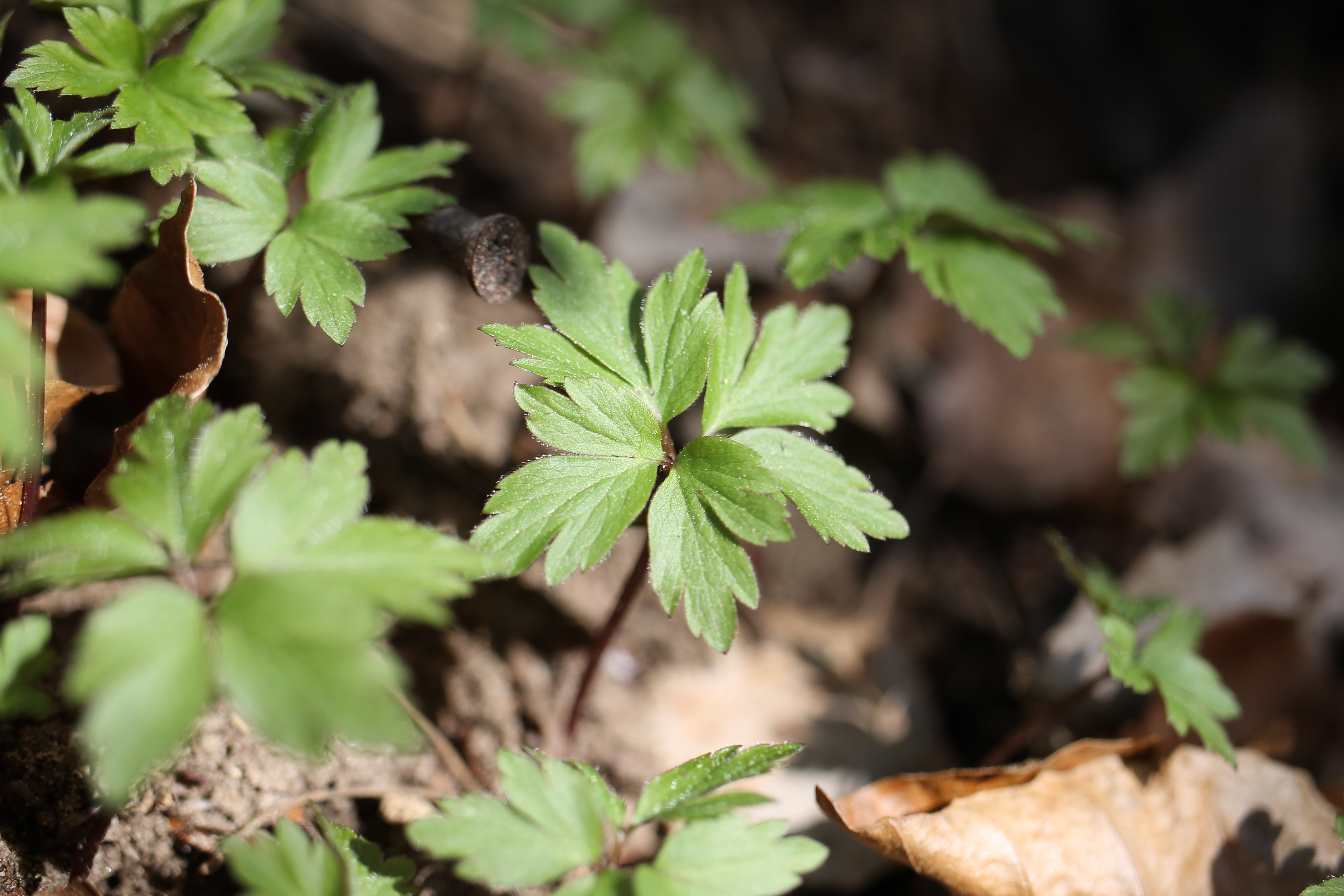 Anemone nemorosa