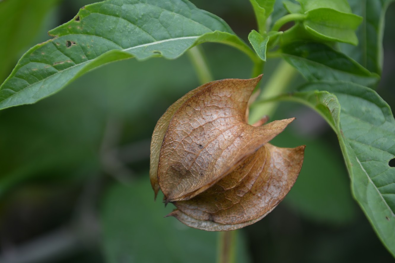 Solanum9999.JPG 