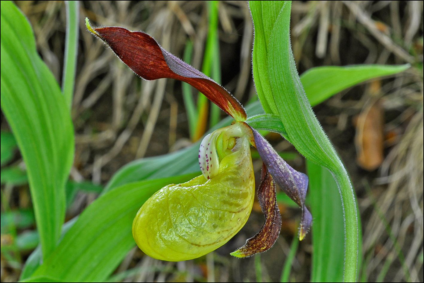 CypripediumCalceolus