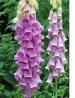 Digitalis_PurpureaR.jpg