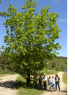 Quercus