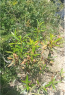 Cistus