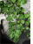 CursFalgueres2022.png