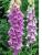 Digitalis_PurpureaR.jpg