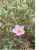 Cistus