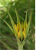 Flor