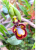 Ophrys