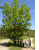 Quercus
