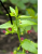 Scrophularia