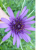 Trogopogon