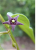 Vincetoxicum