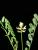 IMG-AS00028.-Astragalus hamosus.jpg