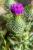 IMG-BB00003.jpg
