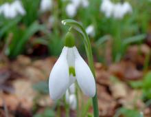 IMG-MO-00018.-Galanthus nivalis CPF (_)