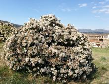 IMG-MO00015 EFE.-Viburnum tinus