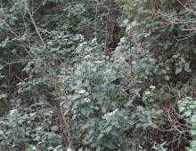 IMG-MO00016 DPB.-Viburnum tinus.jpg