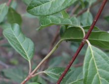 IMG-MO00017 DPB.-Viburnum tinus